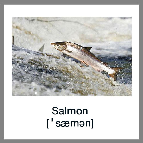 Salmon-1