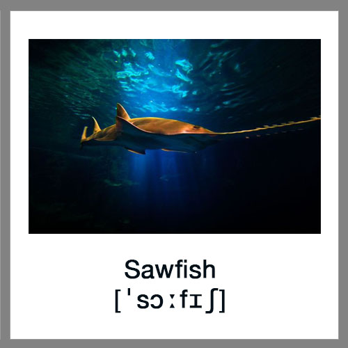 Sawfish1