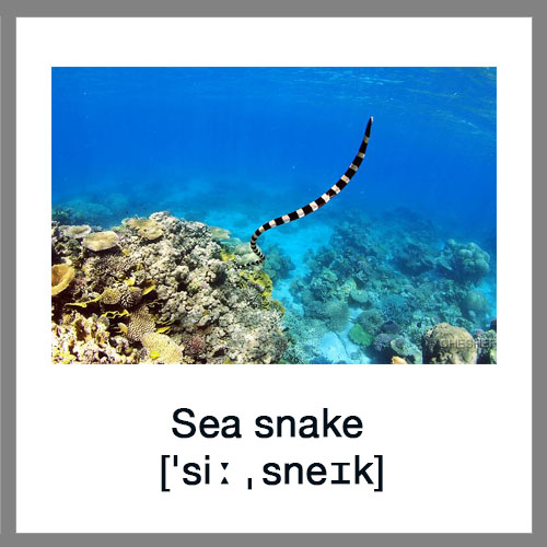Sea-snake