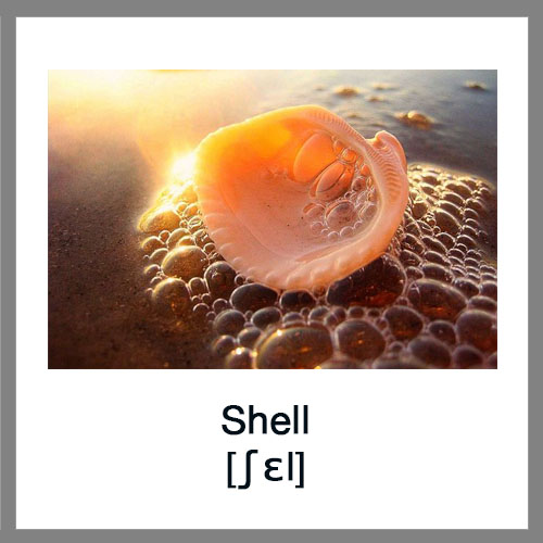 Shell