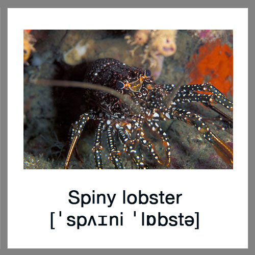 Spiny-lobster