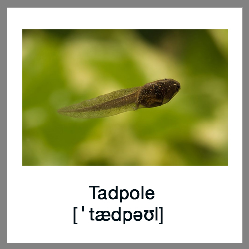 Tadpole