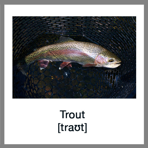 Trout-1