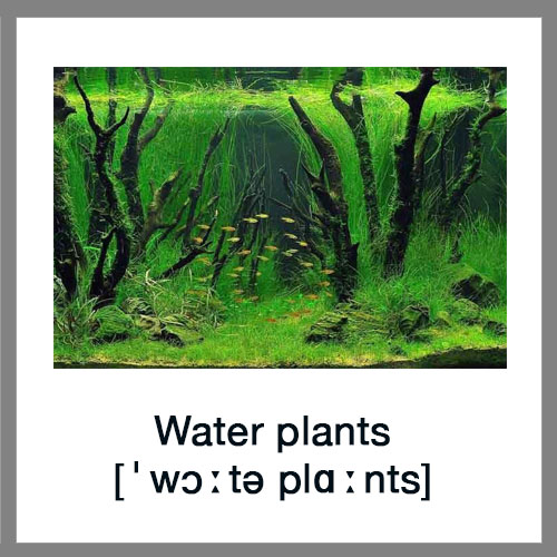 Water-plants