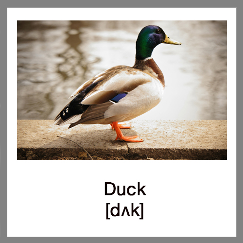 duck-2