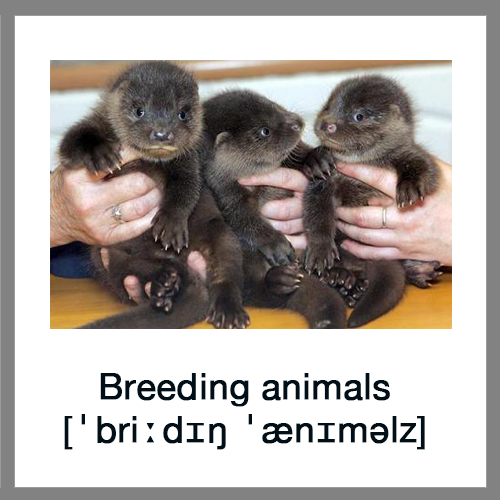 Breeding-animals