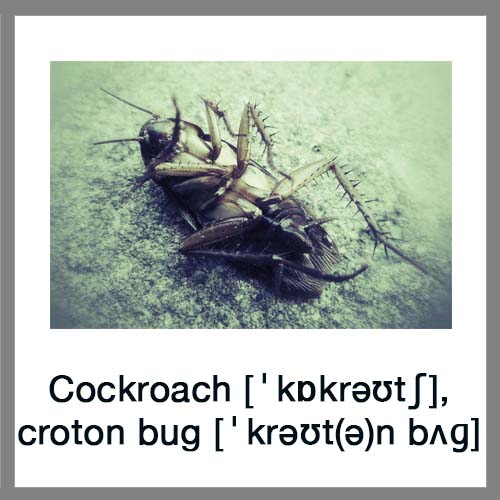 Cockroach-