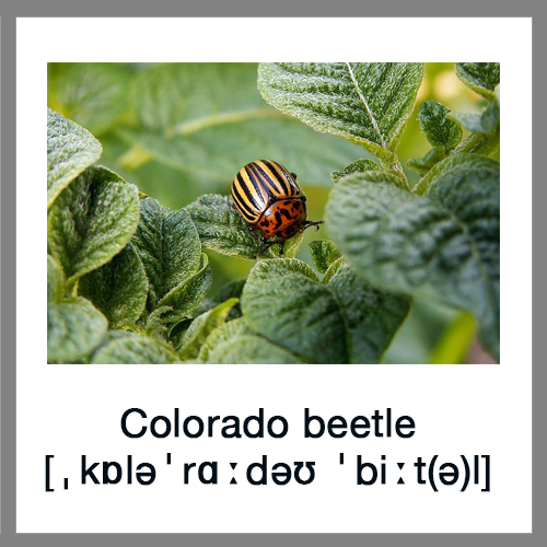 Colorado-beetle