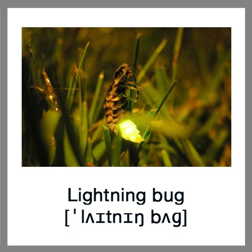 Lightning-bug