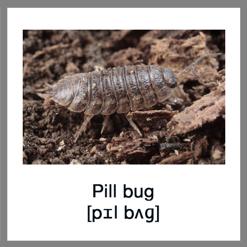 Pill-bug