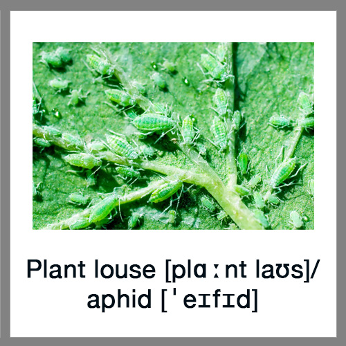 Plant-louse