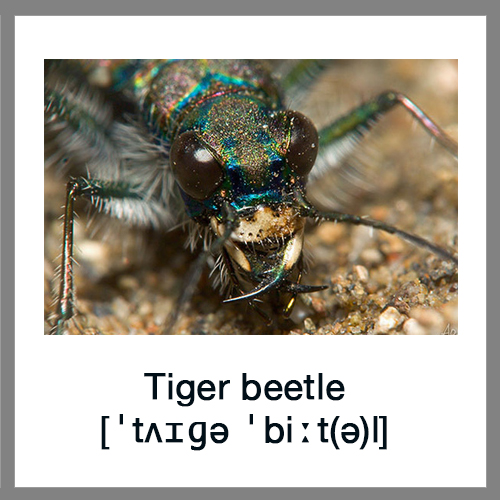 Tiger-beetle