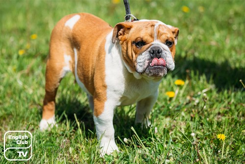 can a beagle and a olde english bulldogge be friends