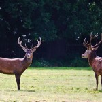 Indulge In a Memorable Wildlife Experience in England