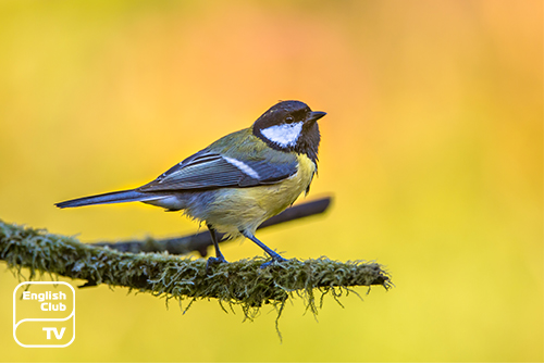 British garden birds