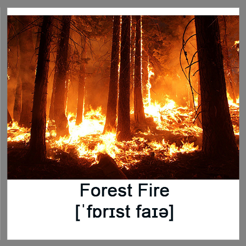 Forest-Fire