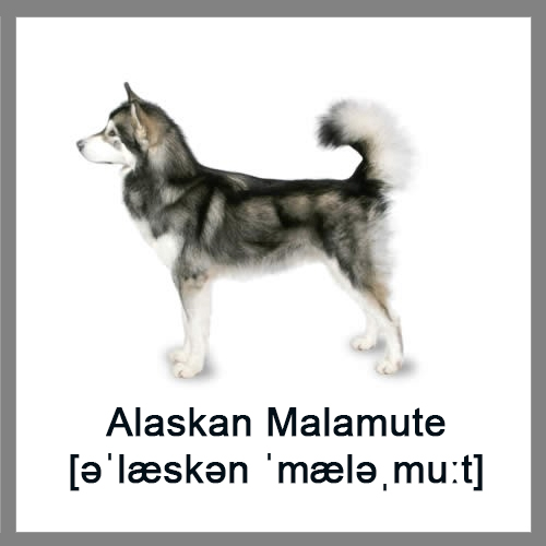 Alaskan-Malamute