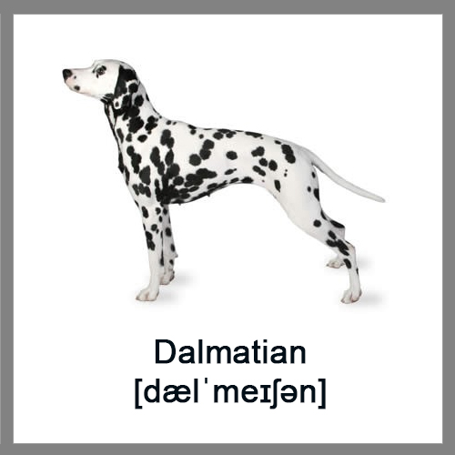 Dalmatian