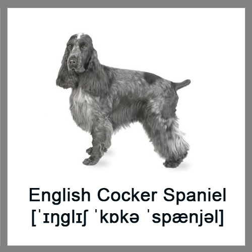 English-Cocker-Spaniel