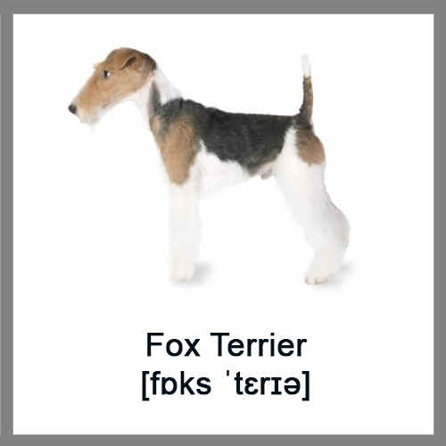 Fox-Terrier