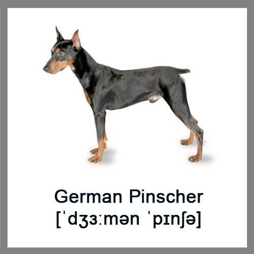 German-Pinscher