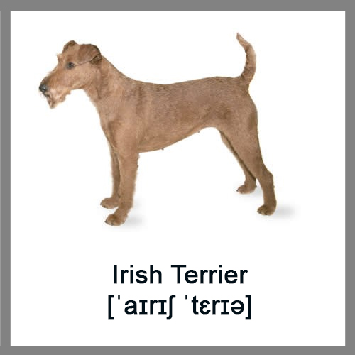 Irish-Terrier