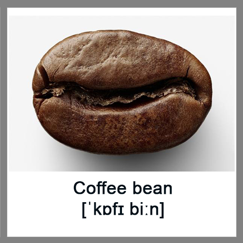Coffee-bean