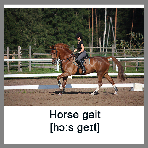 Horse-gait