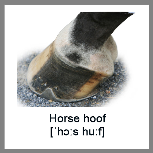 Horse-hoof